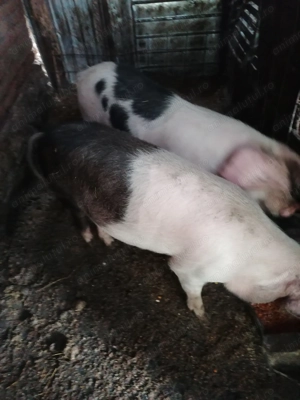 De vânzare soldanei  - imagine 2