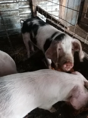 De vânzare soldanei  - imagine 3