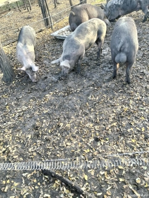 vand porci de diferite marimi - imagine 4