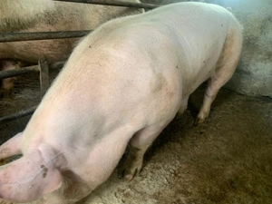 vind  porcii de rasa - imagine 2