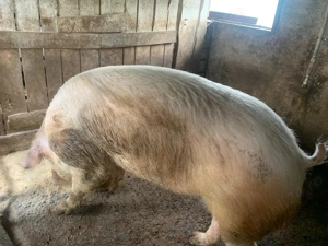 vind  porcii de rasa - imagine 3