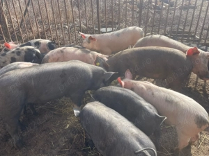 vind  porcii de rasa - imagine 4