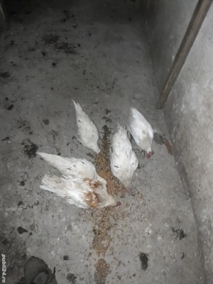 schimb pe animale  - imagine 3