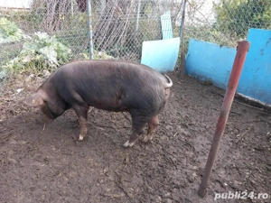 vand porci - imagine 3