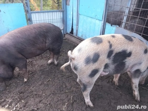 vand porci - imagine 2