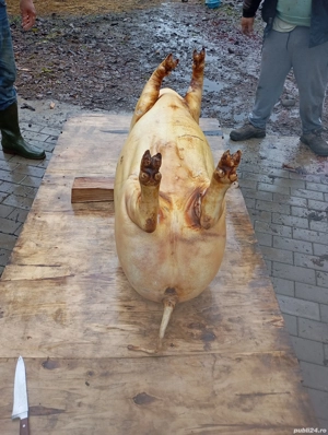 porci de tăiat  - imagine 2