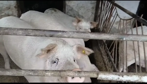 Porci grasi 150-200kg