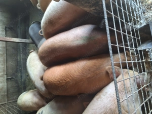 Vand porci fe craciun - imagine 3