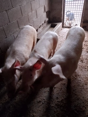 De vânzare porcii crescuți bio - imagine 2