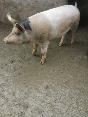 Porc de Carne De la ferma - imagine 2