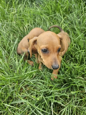 Cățeluși teckel maro rasă pură !!!