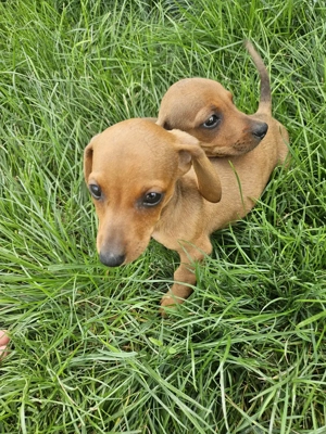 Cățeluși teckel maro rasă pură !!! - imagine 2