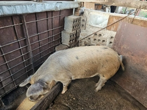 Porc de vânzare - imagine 2