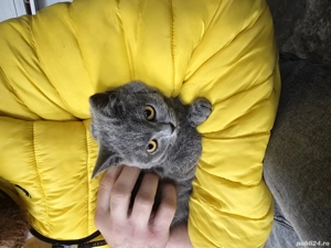 british shorthair blue 5 luni - imagine 3