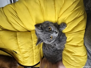 british shorthair blue 5 luni - imagine 2