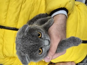 british shorthair blue 5 luni