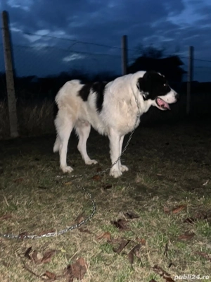 Ciobanesc de Bucovina - imagine 2