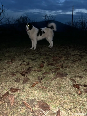 Ciobanesc de Bucovina