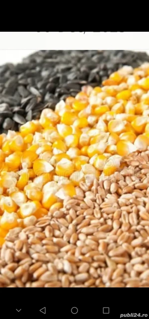 Vând cereale grau porumb orz ovăz floarea soarelui 
