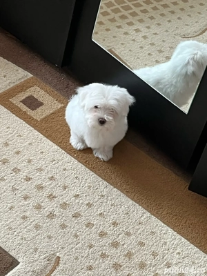 Vand puiuti de bichon 