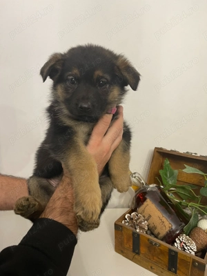 Pui Ciobanesc German