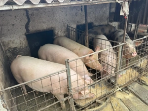 Se vând porci crescuți bio, Sat Gruiu Jud Călărași! - imagine 2