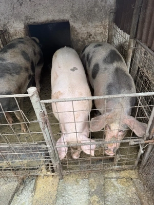 Se vând porci crescuți bio, Sat Gruiu Jud Călărași! - imagine 3