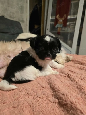 Shih-tzu rasă pură