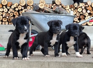 Pui metis amstaff cu ciobanesc