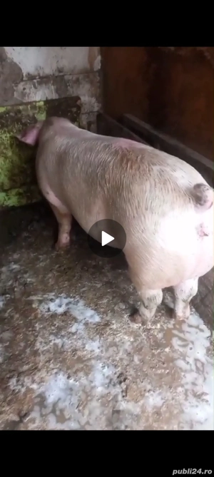 schimb cu capre si oi 