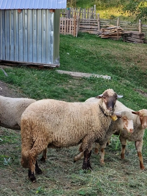 Vând sau schimb cu o oaie, mioara, carlană, un cârlan de anul ăsta  - imagine 3