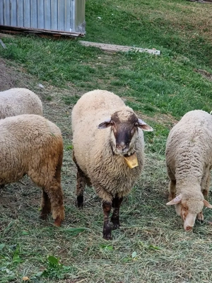 Vând sau schimb cu o oaie, mioara, carlană, un cârlan de anul ăsta  - imagine 5