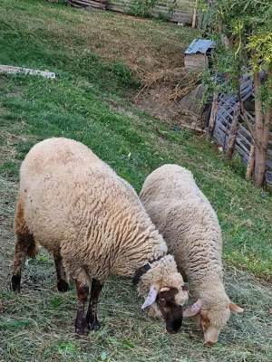 Vând sau schimb cu o oaie, mioara, carlană, un cârlan de anul ăsta  - imagine 4