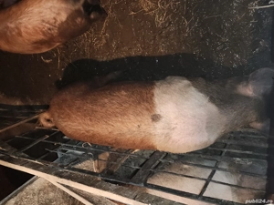  Vând porci - imagine 3