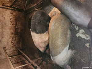  Vând porci - imagine 5