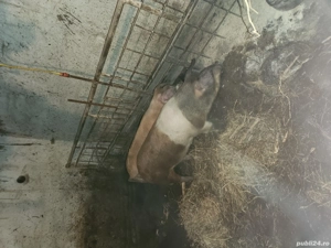  Vând porci - imagine 4