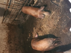  Vând porci - imagine 2