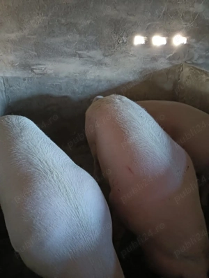 De vânzare poci la 16 lei kg posibilitate de transare tâiere plus transort localiteate satu mare   - imagine 2