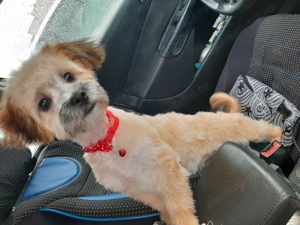 Vând fetita Bichon Havanez  - imagine 2