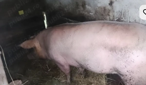 Vand porci la prețul de 13 lei kg.