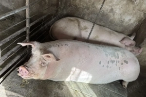 Vand porci la prețul de 13 lei kg. - imagine 2