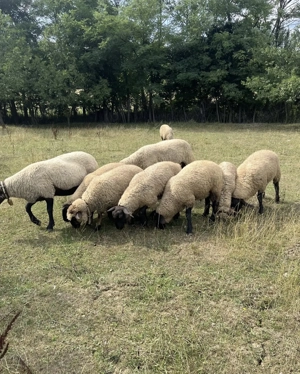 Vand berbeci de rasa Suffolk