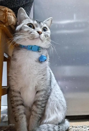 Vînd pisică Britsh shorthair - imagine 2