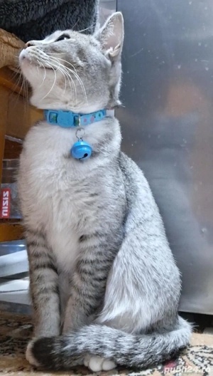 Vînd pisică Britsh shorthair - imagine 3