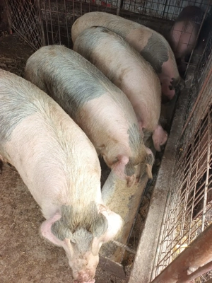 Porci de vânzare  - imagine 2