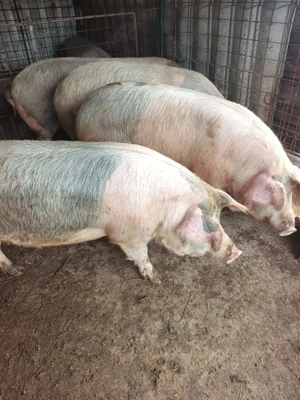 Porci de vânzare 
