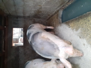 Disponibila purcea pietran  - imagine 3