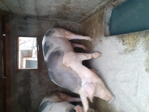 Disponibila purcea pietran  - imagine 2