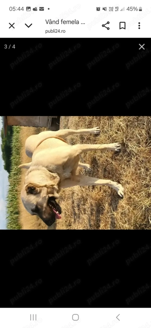 Vând femela.de KAngal. - imagine 3