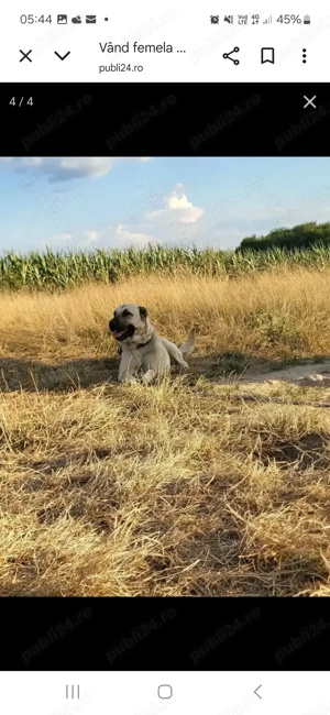 Vând femela.de KAngal. - imagine 2